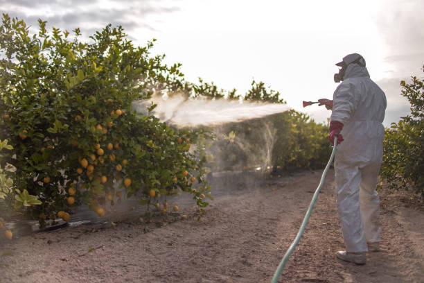 Best Termite Control Services  in Olean, NY